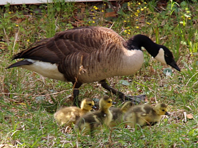[Four fuzzy yellow and brown little ones lined up and on the move in the foreground with a parent right beside them in the background.]